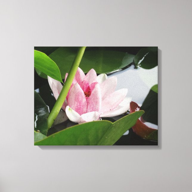 Impresión fotográfica de Lotus rosa (Anverso)