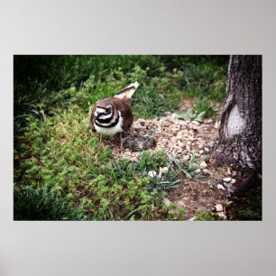 Impresión fotográfica de mamá pájaro protegiendo h