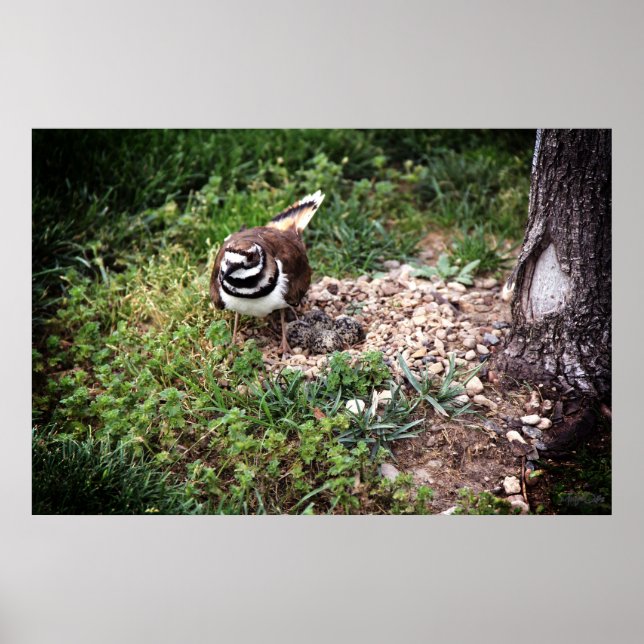 Impresión fotográfica de mamá pájaro protegiendo h (Frente)