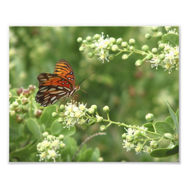 Impresión fotográfica de mariposa naranja (Frente)