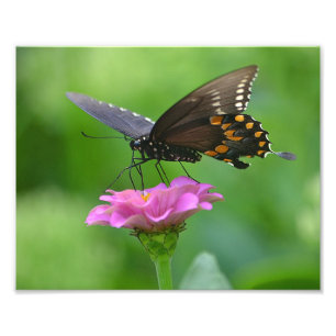 Impresión fotográfica de mariposa Zinnia