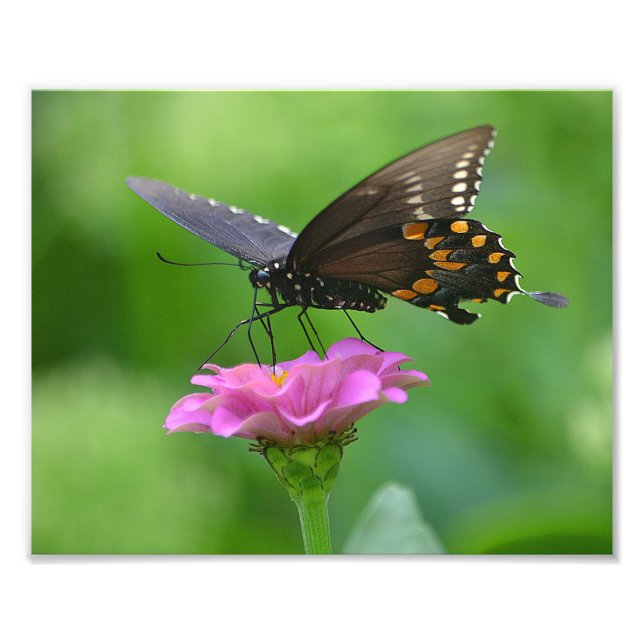 Impresión fotográfica de mariposa Zinnia (Frente)