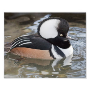 Impresión fotográfica de Merganser encapuchado