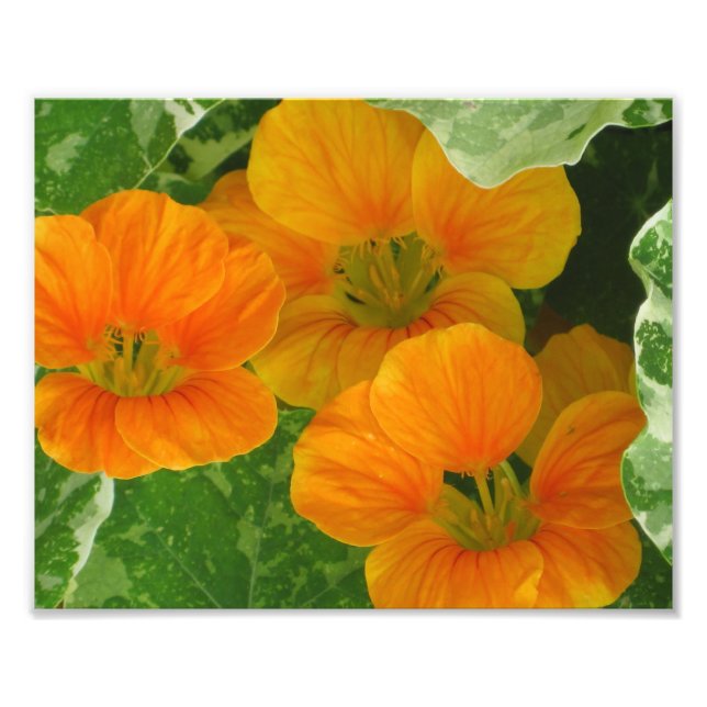 Impresión fotográfica de Nasturtium (Frente)