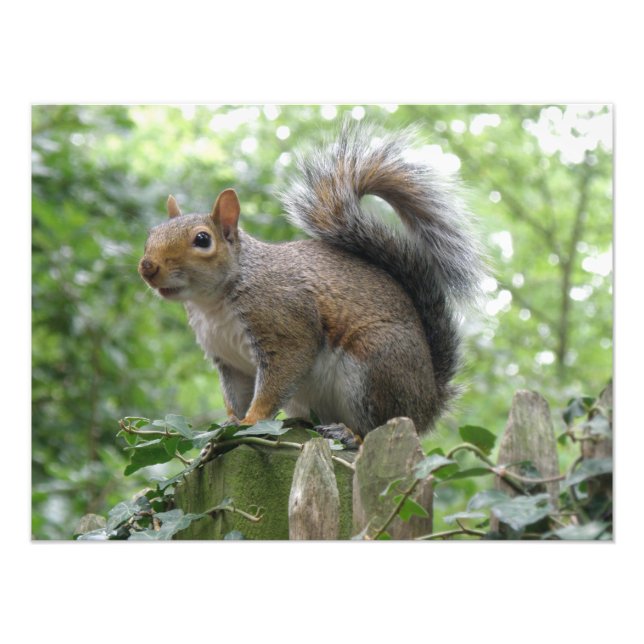 Impresión fotográfica de Nosy Gray Squirrel (Frente)