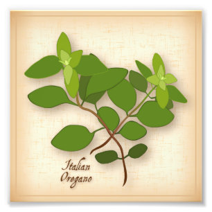 Impresión fotográfica de Oregano italiano