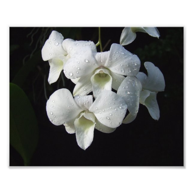 Impresión fotográfica de orquídeas blancas de 10"  (Frente)