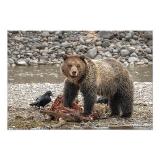 Impresión fotográfica de oso pardo y avena
