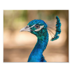 Impresión fotográfica de pavo real