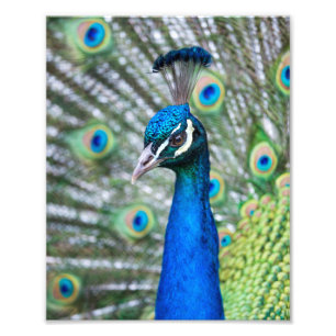 Impresión fotográfica de pavo real