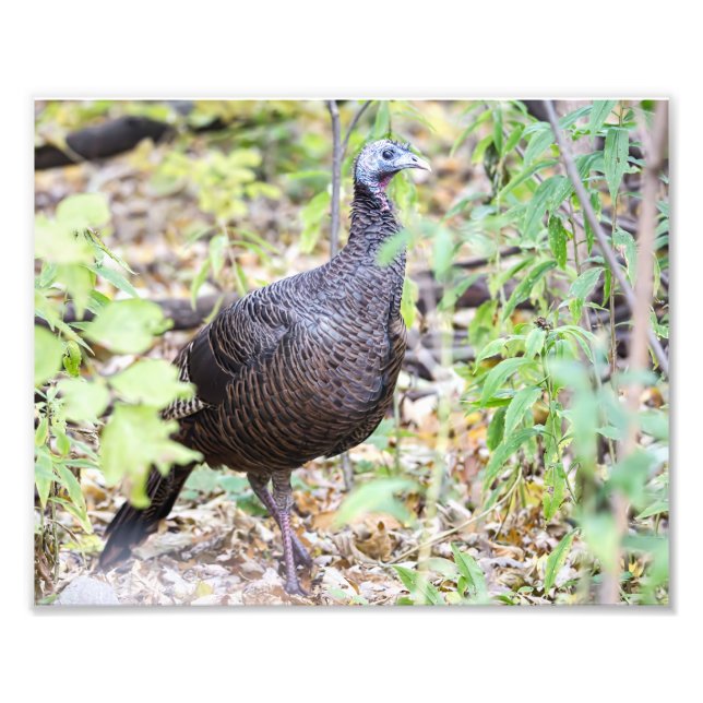 Impresión fotográfica de pavo silvestre (Frente)