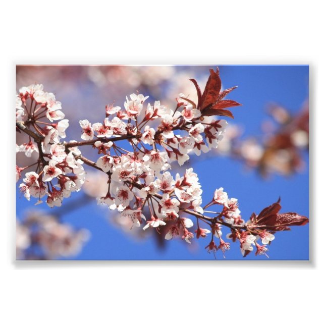 Impresión fotográfica de Plum Blossom (Frente)