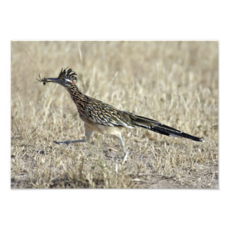 Impresión fotográfica de Roadrunner