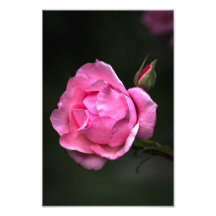Impresión fotográfica de rosa floral fotografía de