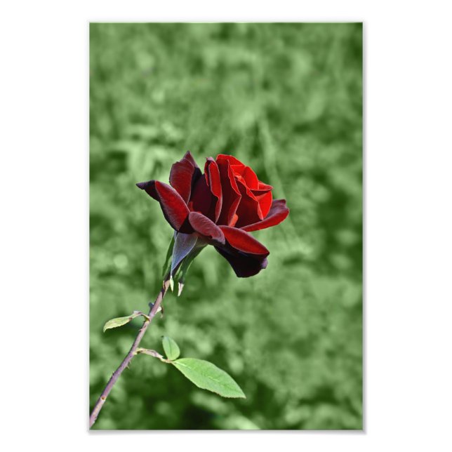 Impresión fotográfica de rosa roja (Frente)