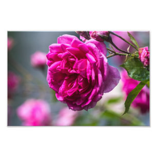 Impresión fotográfica de rosa rosa Fotografía