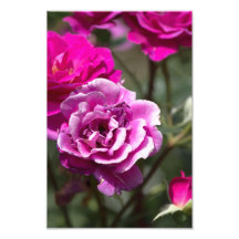 Impresión fotográfica de rosas hermosas