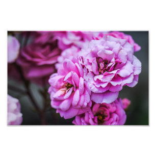 Impresión fotográfica de rosas suaves rosadas