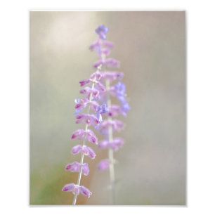 Impresión fotográfica de sabio ruso