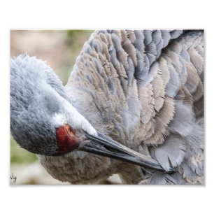 Impresión fotográfica de Sandhill Crane