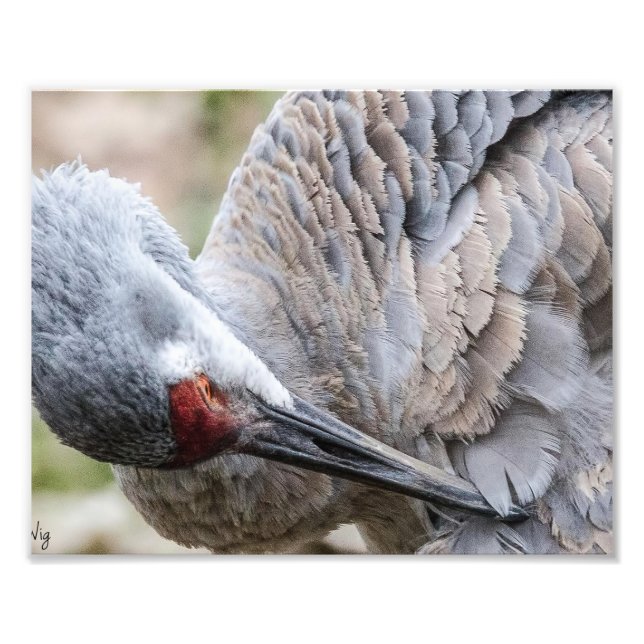 Impresión fotográfica de Sandhill Crane (Frente)