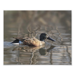 Impresión fotográfica de Shoveler del norte