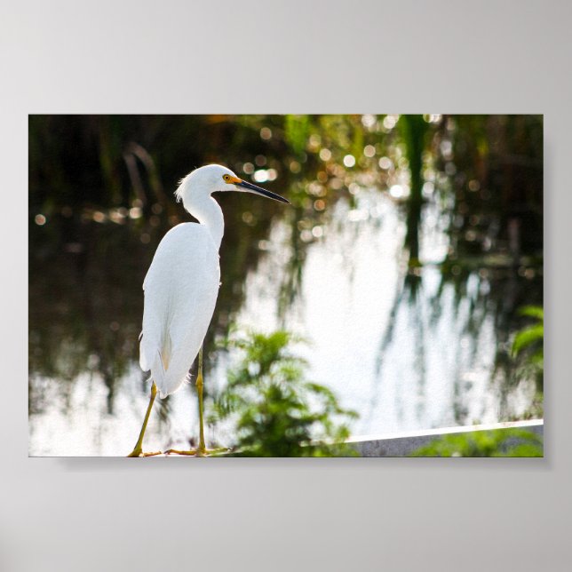 Impresión fotográfica de Snowy Egret Bird (Frente)