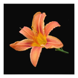 Impresión fotográfica de 'Tiger Lily'