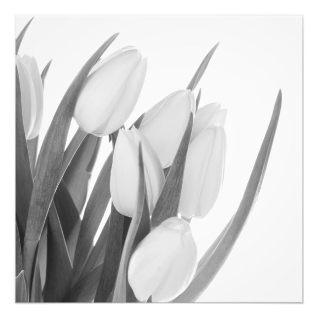 Impresión fotográfica de tulipanes blancos (Frente)