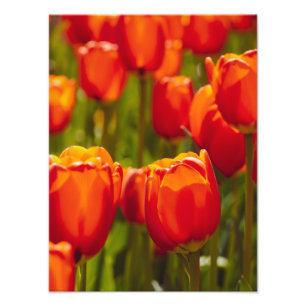 Impresión fotográfica de tulipanes rojos.