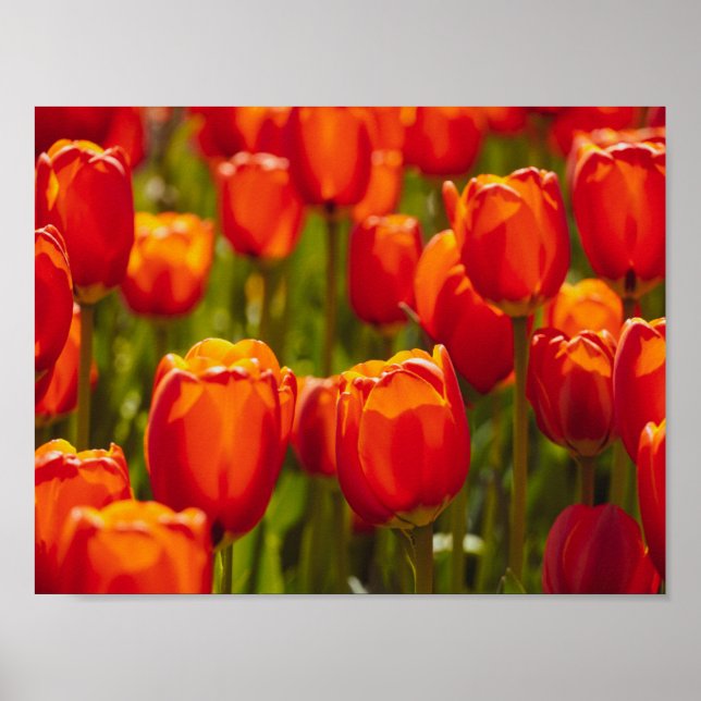 Impresión fotográfica de tulipanes rojos. (Frente)