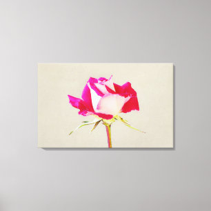 Impresión fotográfica de un solo Rosa