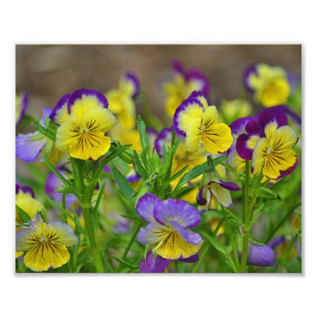 Impresión fotográfica de Viola (Frente)