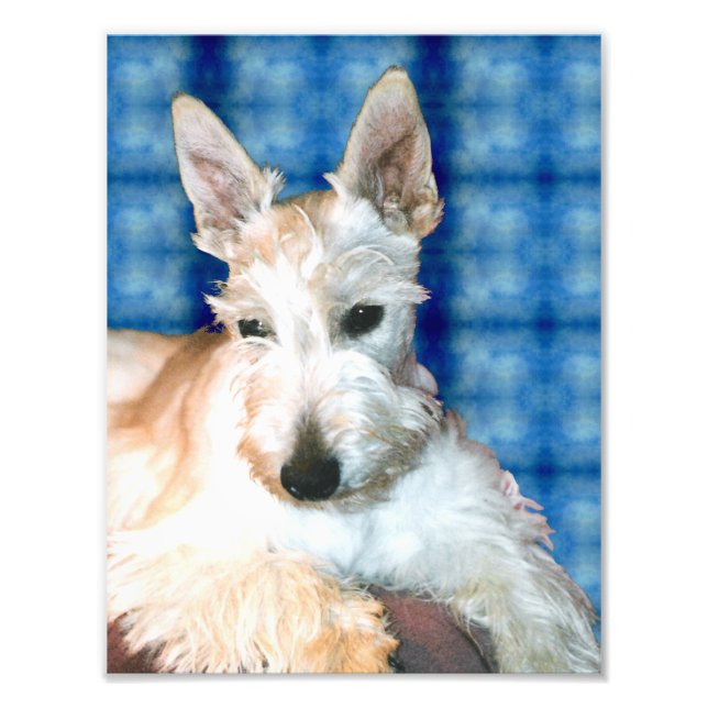 Impresión fotográfica de Wheaten Scottie (Frente)