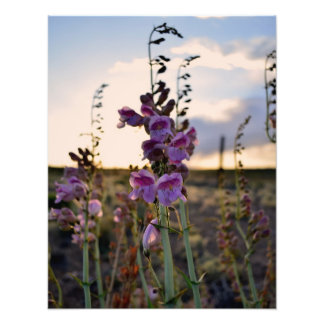 Impresión fotográfica de Wild Purple Snapdragons