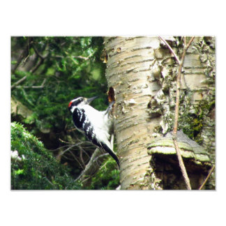 Impresión fotográfica de Woodpecker