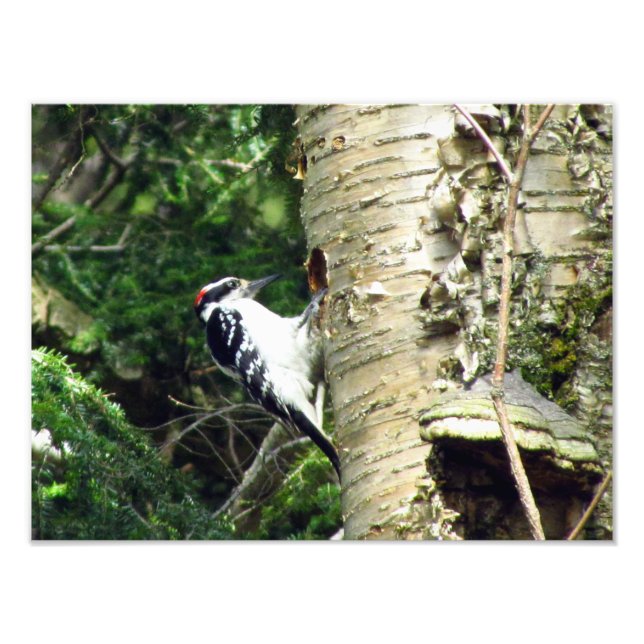 Impresión fotográfica de Woodpecker (Frente)