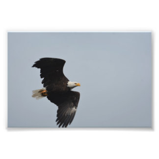 Impresión fotográfica del águila calva