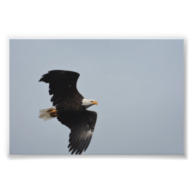 Impresión fotográfica del águila calva (Frente)