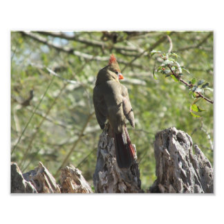 Impresión fotográfica del cardenal norte femenino