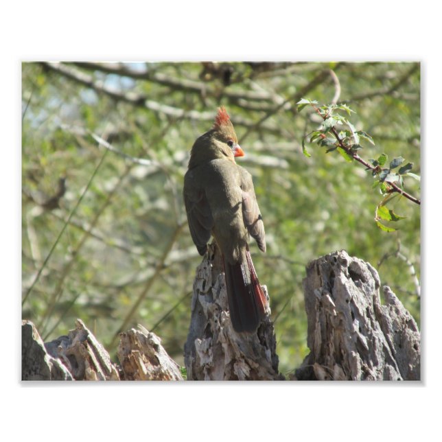 Impresión fotográfica del cardenal norte femenino (Frente)