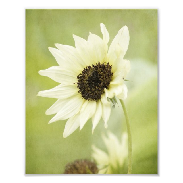 Impresión fotográfica del girasol blanco (Frente)