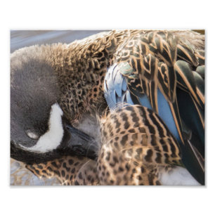 Impresión fotográfica del pato Verde azulado alado