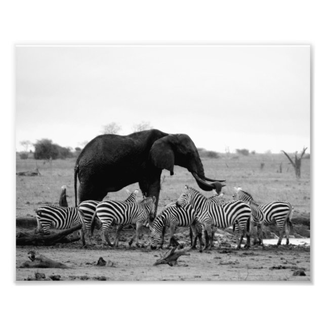 Impresión fotográfica Elefante y Cebras (Frente)