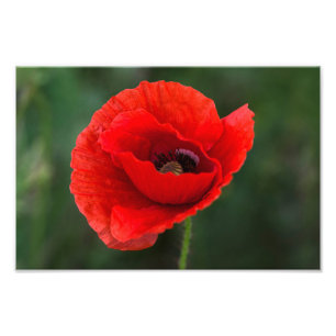 Impresión fotográfica - Elegancia de amapola