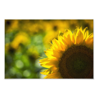 Impresión fotográfica Elegancia del Girasol