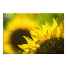 Impresión fotográfica Elegancia Girasol