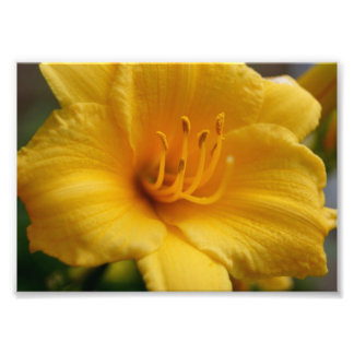 Impresión fotográfica elegante amarilla 5x7