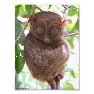 Impresión fotográfica filipina Tarsier