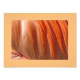 Impresión fotográfica Flamingo II por Linda Becker